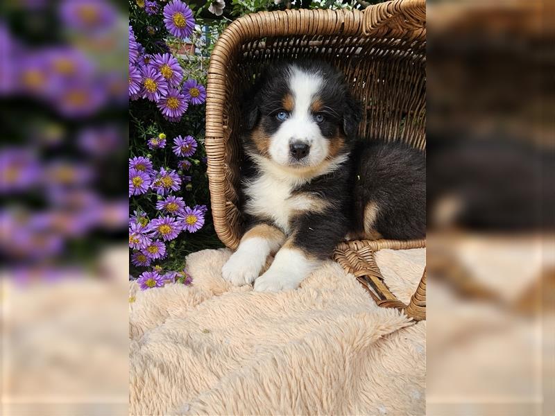 Australian Shepherd welpen Showlinie blue eyed aus familiärer Hobbyzucht  frei von Erbkrankheiten