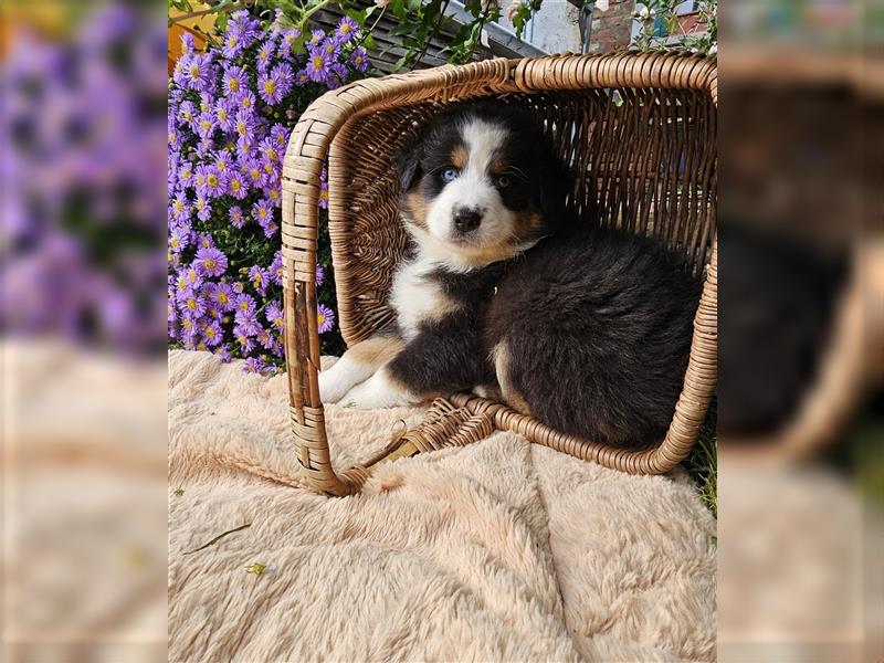 Australian Shepherd welpen Showlinie blue eyed aus familiärer Hobbyzucht  frei von Erbkrankheiten