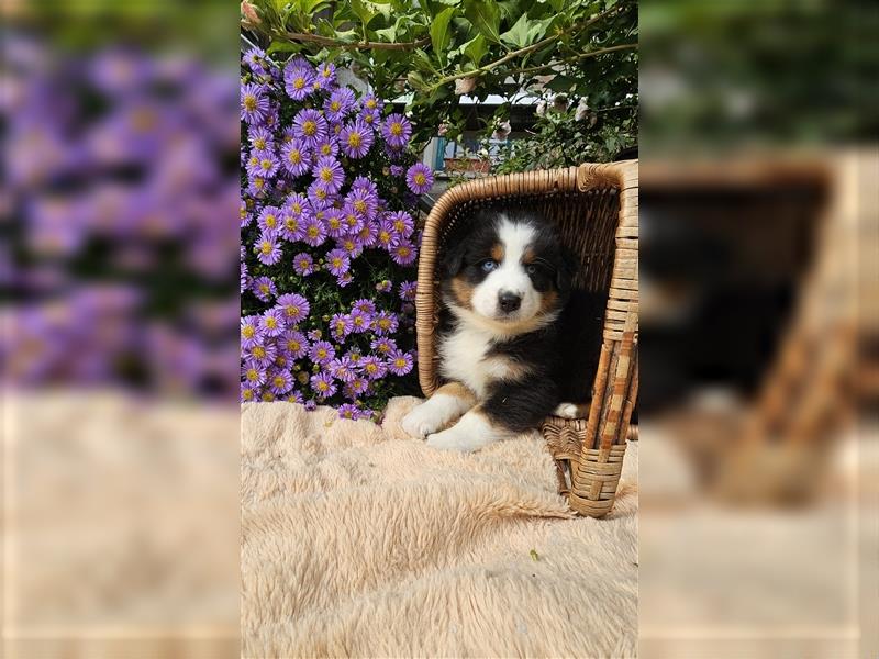 Australian Shepherd welpen Showlinie blue eyed aus familiärer Hobbyzucht  frei von Erbkrankheiten