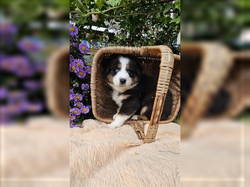 Australian Shepherd welpen Showlinie blue eyed aus familiärer Hobbyzucht  frei von Erbkrankheiten