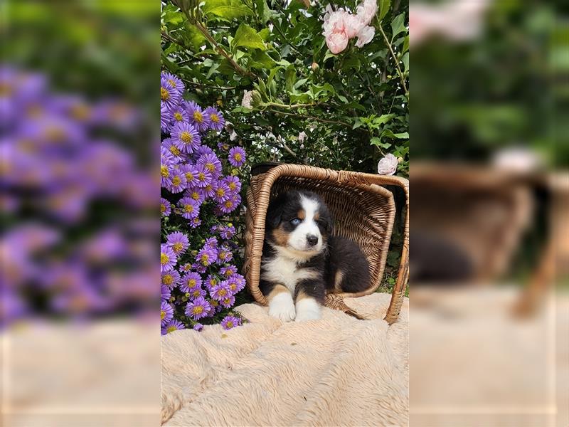 Australian Shepherd welpen Showlinie blue eyed aus familiärer Hobbyzucht  frei von Erbkrankheiten