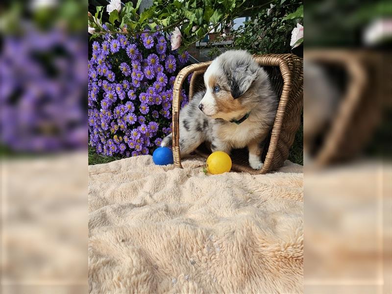 Australian Shepherd welpen Showlinie blue eyed aus familiärer Hobbyzucht  frei von Erbkrankheiten