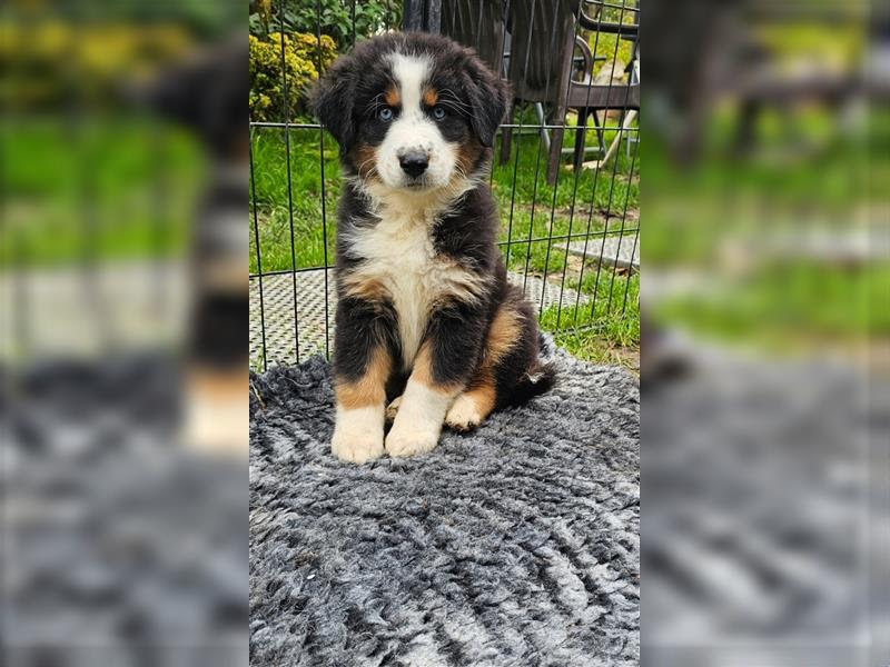 Australian Shepherd Welpen Showlinie  blue eyed aus familiärer Hobbyzucht mdr1++