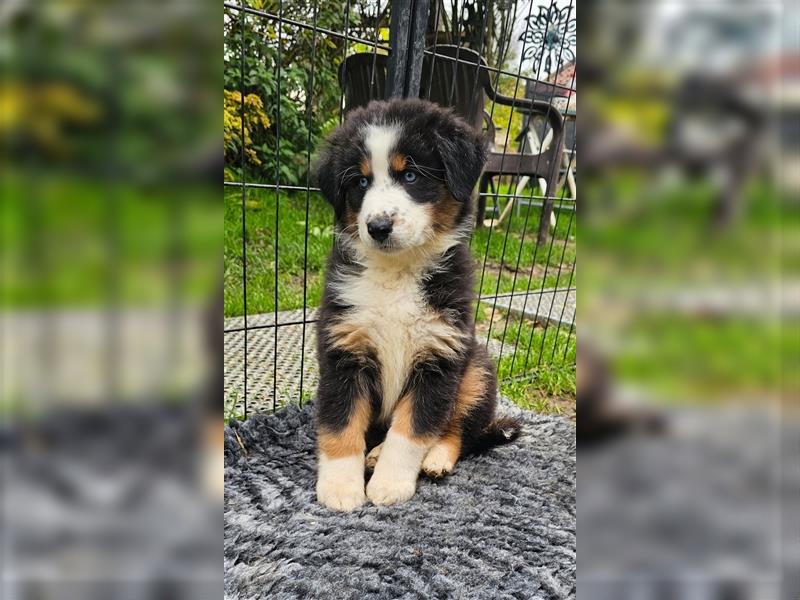 Australian Shepherd Welpen Showlinie  blue eyed aus familiärer Hobbyzucht mdr1++