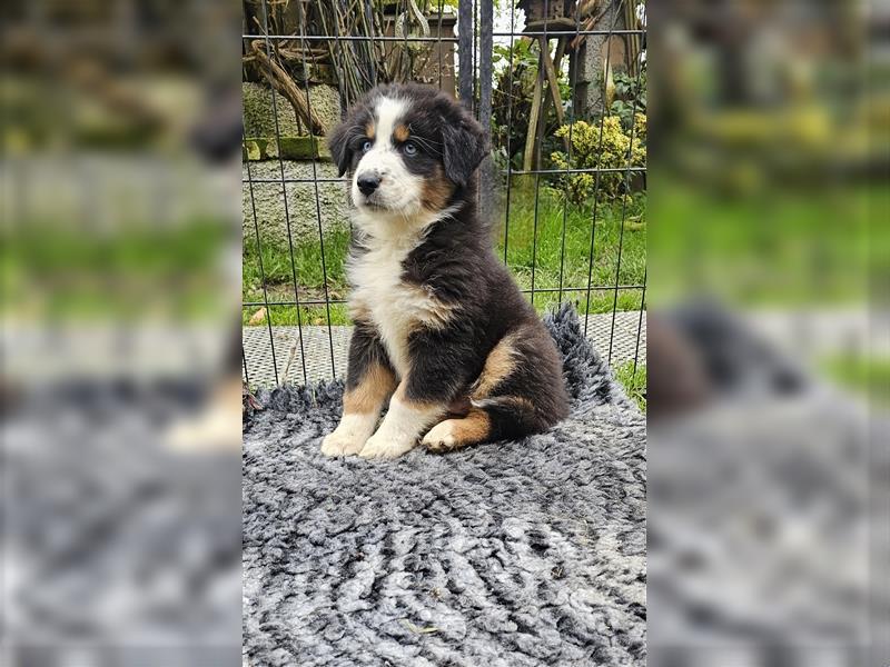 Australian Shepherd Welpen Showlinie  blue eyed aus familiärer Hobbyzucht mdr1++