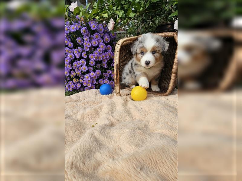 Traumhaft Australian shepherd welpen Showlinie aus familierer hobbyzucht genetisch frei mdr1++