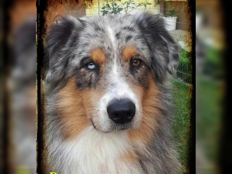 Traumhaft Australian shepherd welpen Showlinie aus familierer hobbyzucht genetisch frei mdr1++