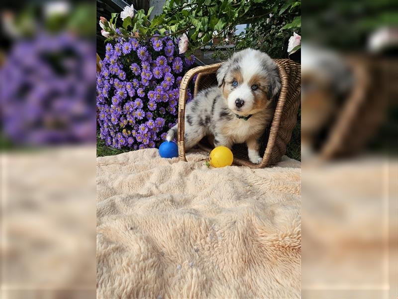 Traumhaft Australian shepherd welpen Showlinie aus familierer hobbyzucht genetisch frei mdr1++