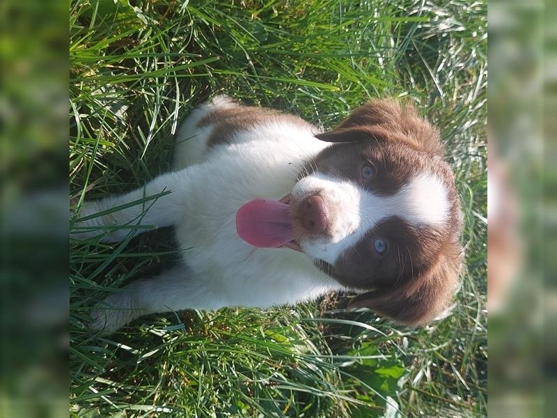 Mini-AustralianShepherd/Standard-AustralianShepherd