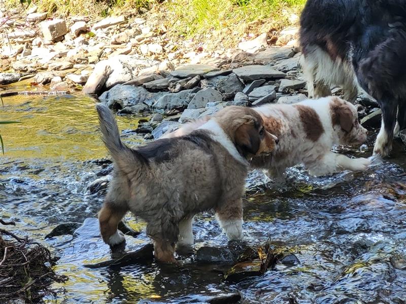 Mini-AustralianShepherd/Standard-AustralianShepherd