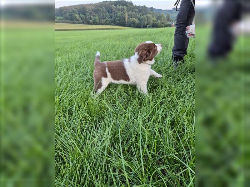 Mini-AustralianShepherd/Standard-AustralianShepherd