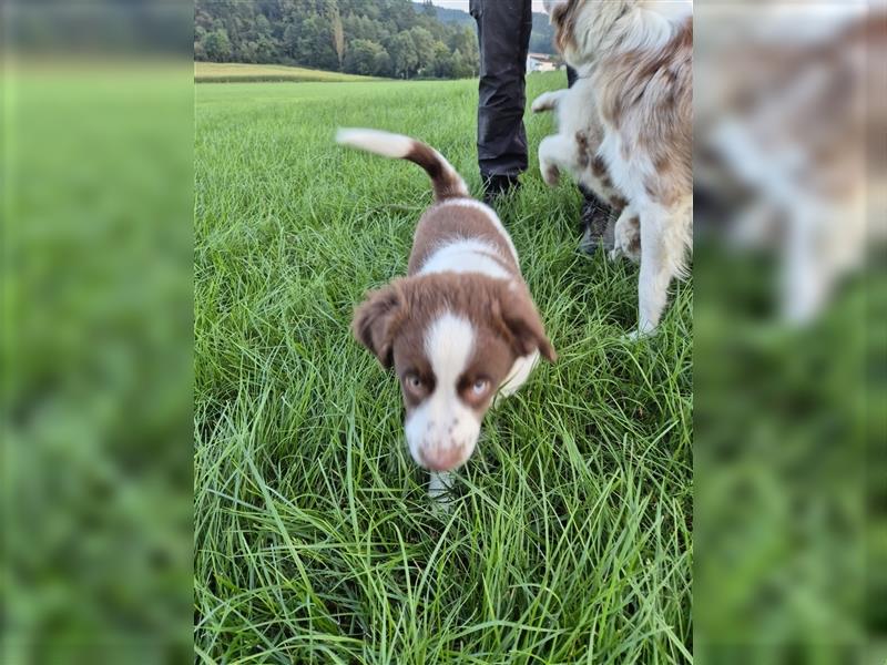 Mini-AustralianShepherd/Standard-AustralianShepherd