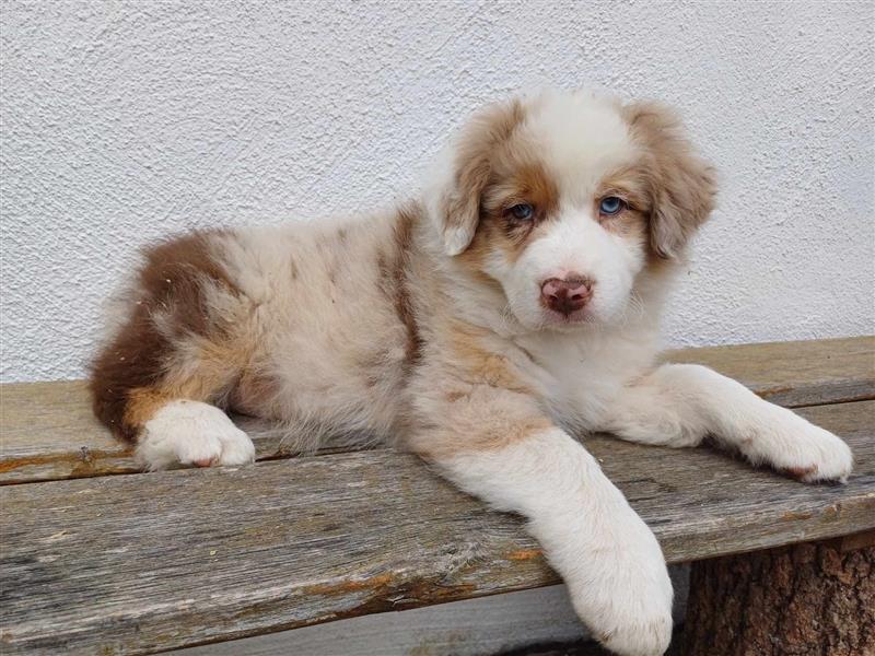 Australian Shepherd Welpe red merle Rüde