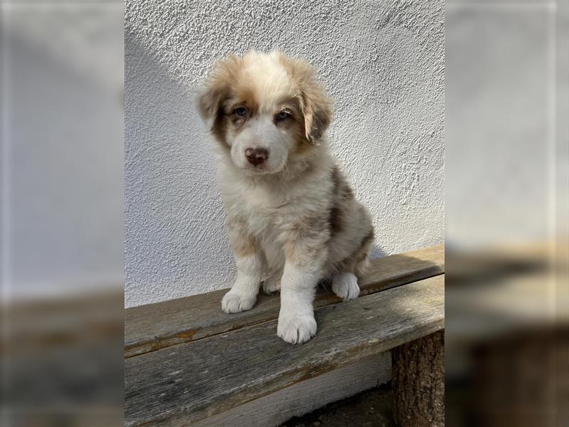 Australian Shepherd Welpe red merle Rüde