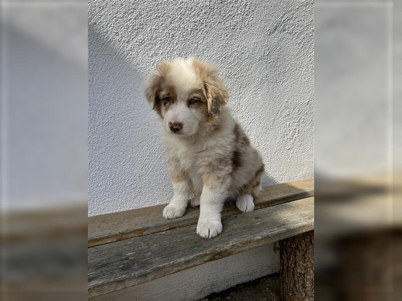 Australian Shepherd Welpe red merle Rüde