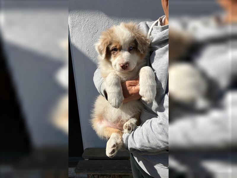 Australian Shepherd Welpe red merle Rüde