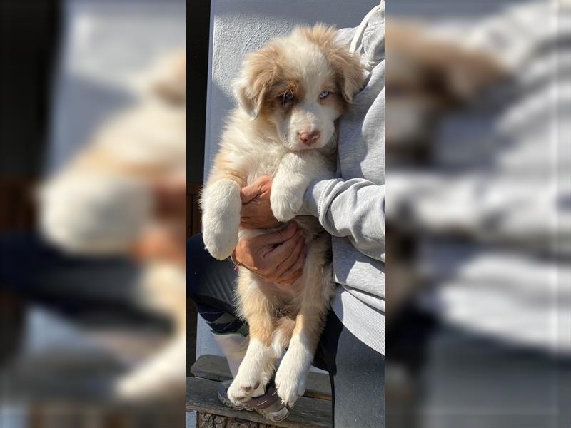 Australian Shepherd Welpe red merle Rüde