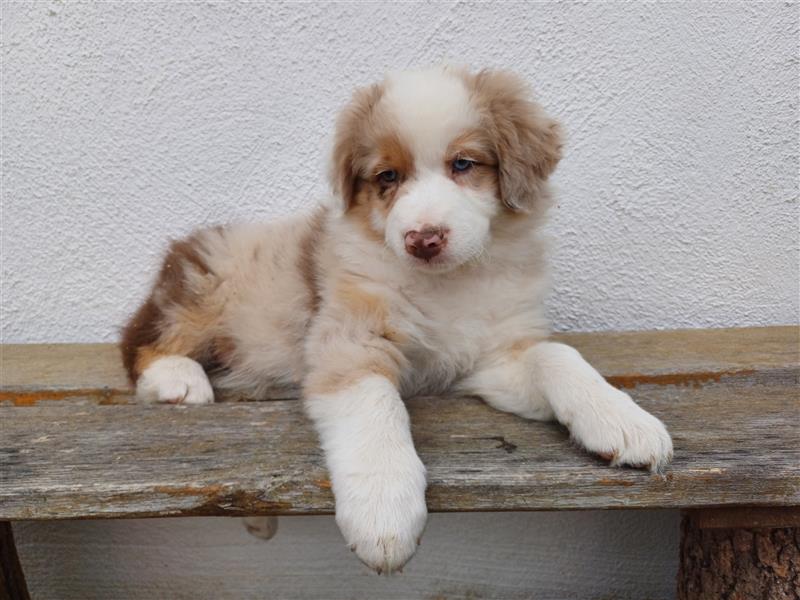 Australian Shepherd Welpe red merle Rüde