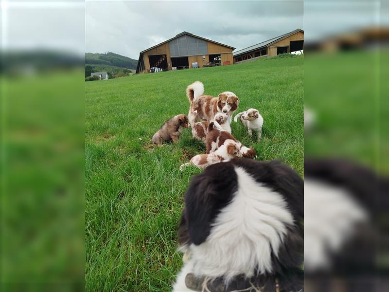 Mini-AustralianShepherd/Standard-AustralianShepherd