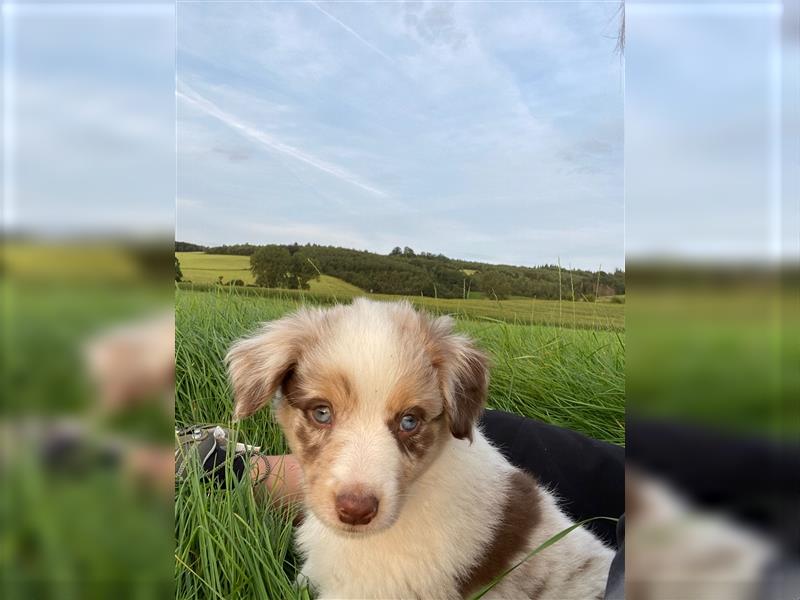 Mini-AustralianShepherd/Standard-AustralianShepherd