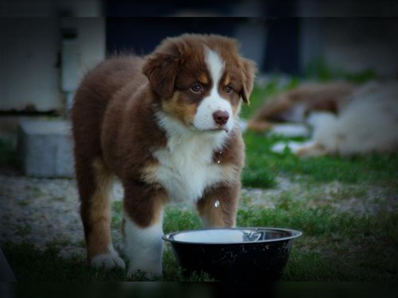 Reinrassige Australian Shepherd Welpen