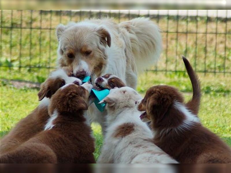 Reinrassige Australian Shepherd Welpen