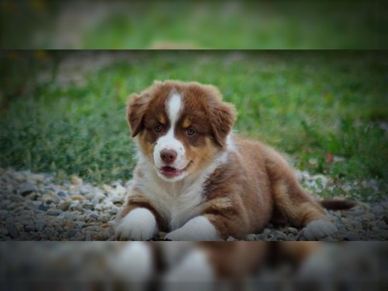 Reinrassige Australian Shepherd Welpen