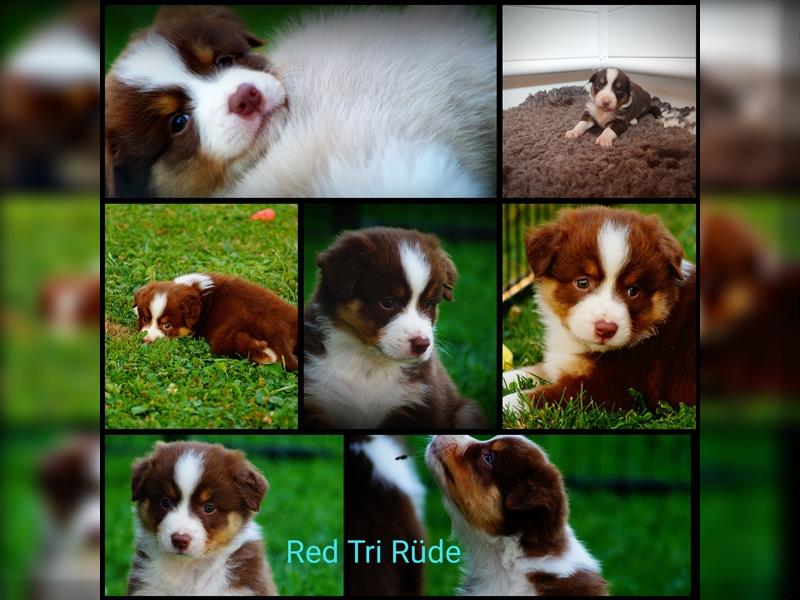 Reinrassige Australian Shepherd Welpen