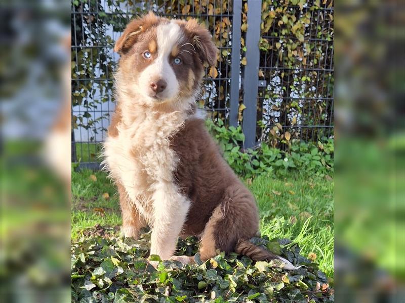 Australian Shepherd Welpen