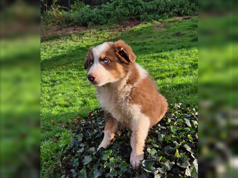 Australian Shepherd Welpen