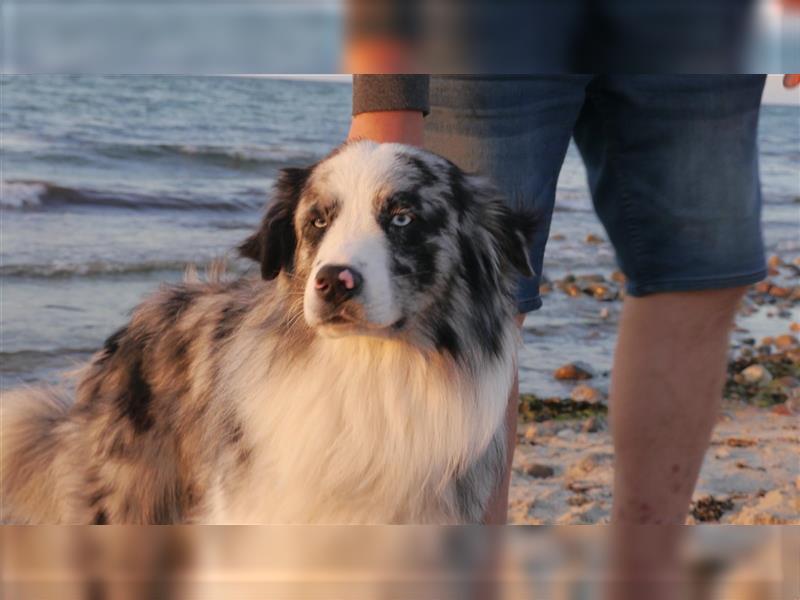 Australian Shepherd, Deckrüde, blue Merle bi, blaue Augen, Aussie, Rüde, decken