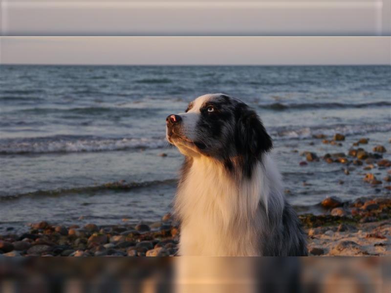 Australian Shepherd, Deckrüde, blue Merle bi, blaue Augen, Aussie, Rüde, decken