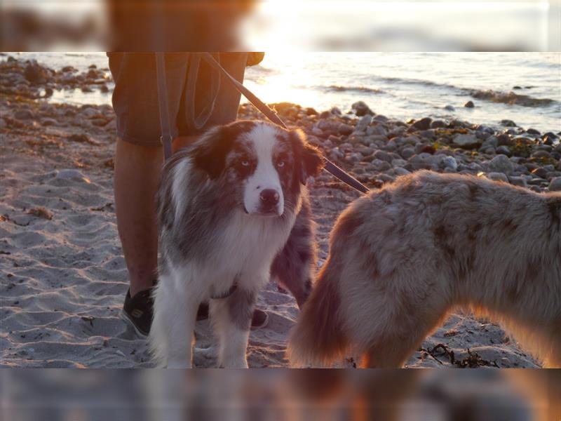 Australian Shepherd, Deckrüde, blue Merle bi, blaue Augen, Aussie, Rüde, decken