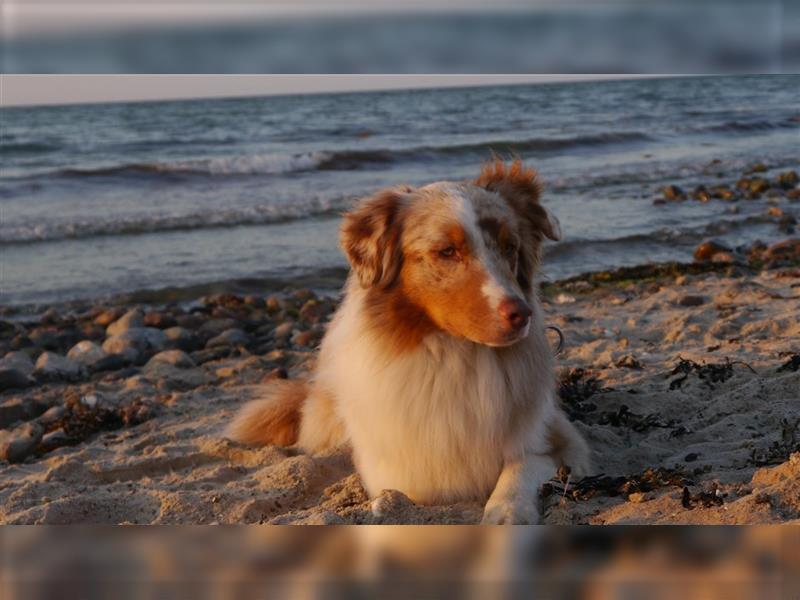 Australian Shepherd, Deckrüde, blue Merle bi, blaue Augen, Aussie, Rüde, decken