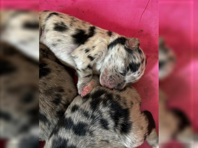 Australian Shepherd, Deckrüde, blue Merle bi, blaue Augen, Aussie, Rüde, decken