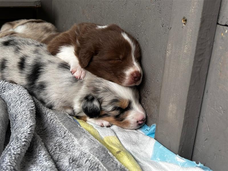 Australian Shepherd, Deckrüde, blue Merle bi, blaue Augen, Aussie, Rüde, decken