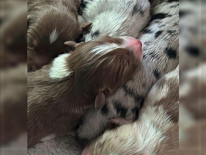 Australian Shepherd, Deckrüde, blue Merle bi, blaue Augen, Aussie, Rüde, decken