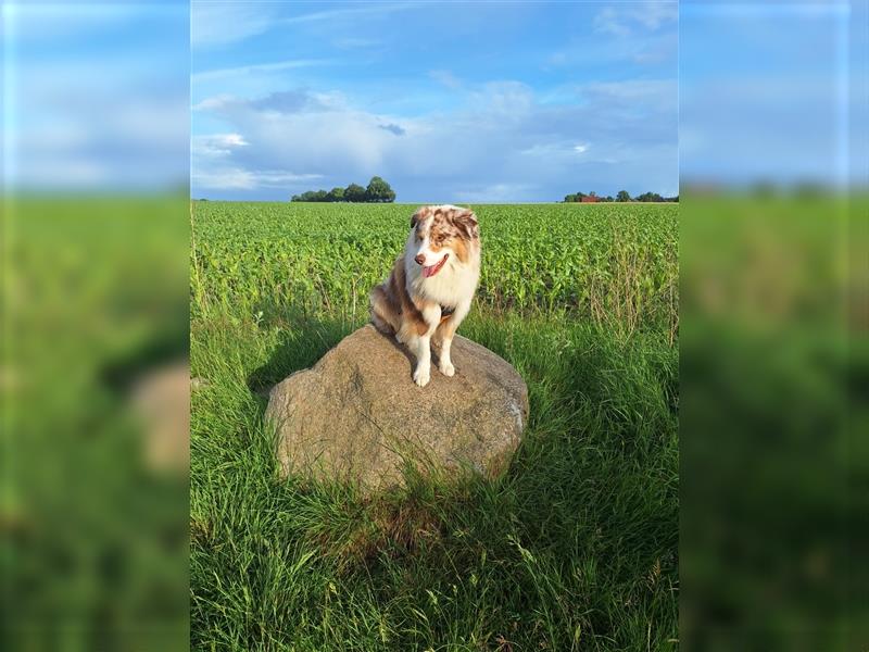 Australien Shepherd, Rüde, 3 Jahre, Red merle