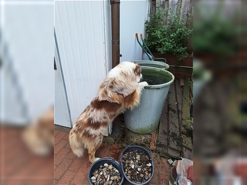 Australien Shepherd, Rüde, 3 Jahre, Red merle