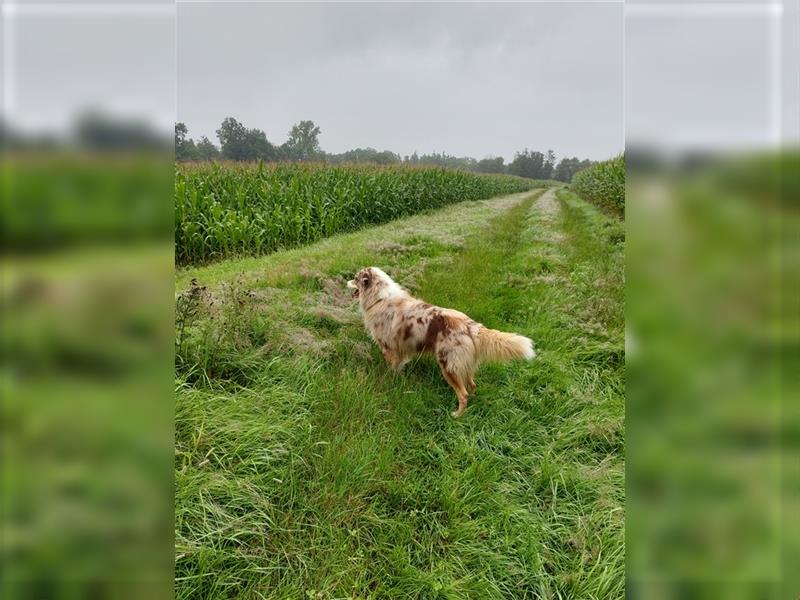 Australien Shepherd, Rüde, 3 Jahre, Red merle