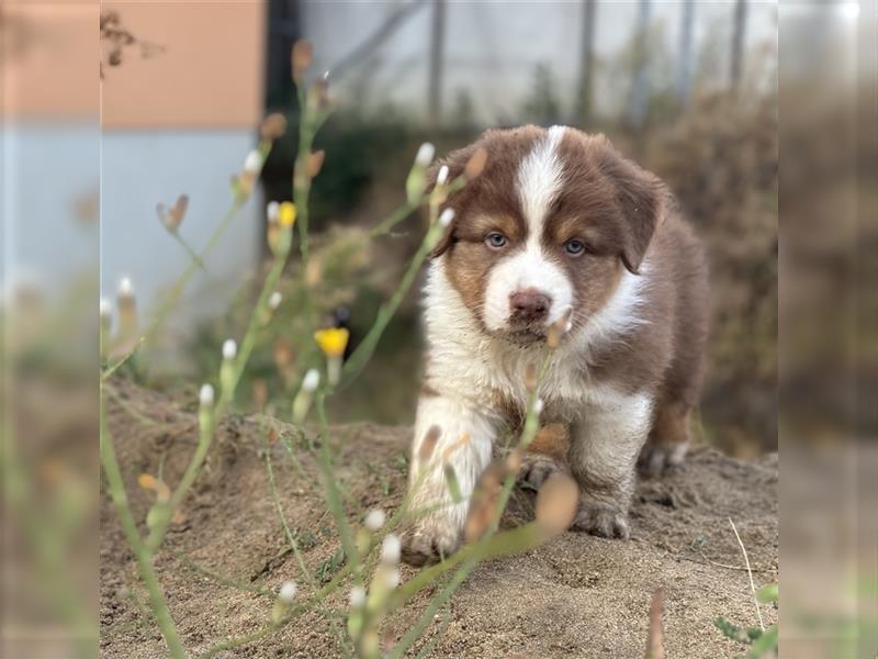 Reinrassige Australian Shepherd Welpen 27.07.2024