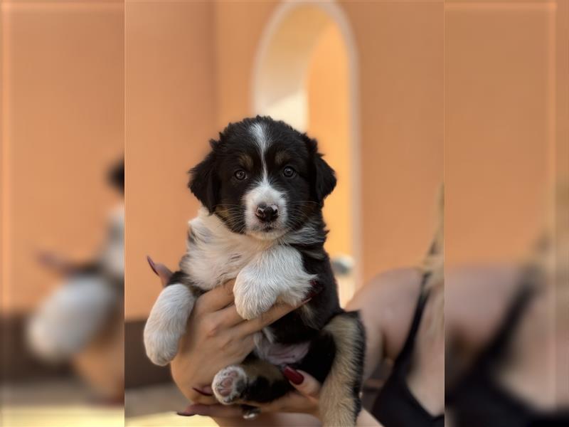 Reinrassige Australian Shepherd Welpen 27.07.2024