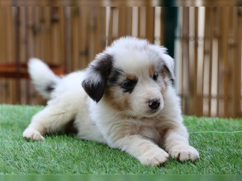 Bildhübsche Australian Shepherd Welpen, reinrassig o.P., red + black tri, blue merle, zu verkaufen