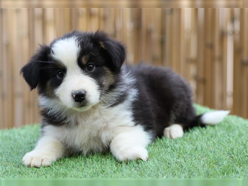 Bildhübsche Australian Shepherd Welpen, reinrassig o.P., red + black tri, blue merle, zu verkaufen