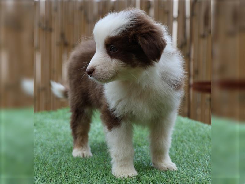 Bildhübsche Australian Shepherd Welpen, reinrassig o.P., red + black tri, blue merle, zu verkaufen