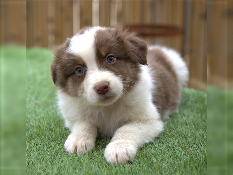 Bildhübsche Australian Shepherd Welpen, reinrassig o.P., red + black tri, blue merle, zu verkaufen