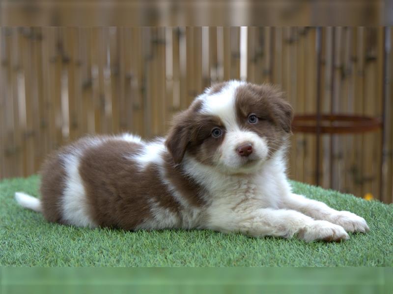 Bildhübsche Australian Shepherd Welpen, reinrassig o.P., red + black tri, blue merle, zu verkaufen