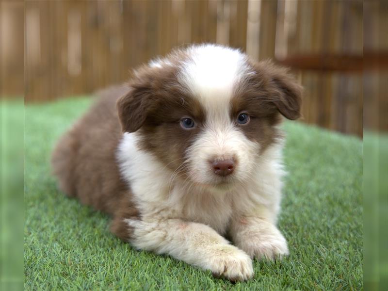 Bildhübsche Australian Shepherd Welpen, reinrassig o.P., red + black tri, blue merle, zu verkaufen