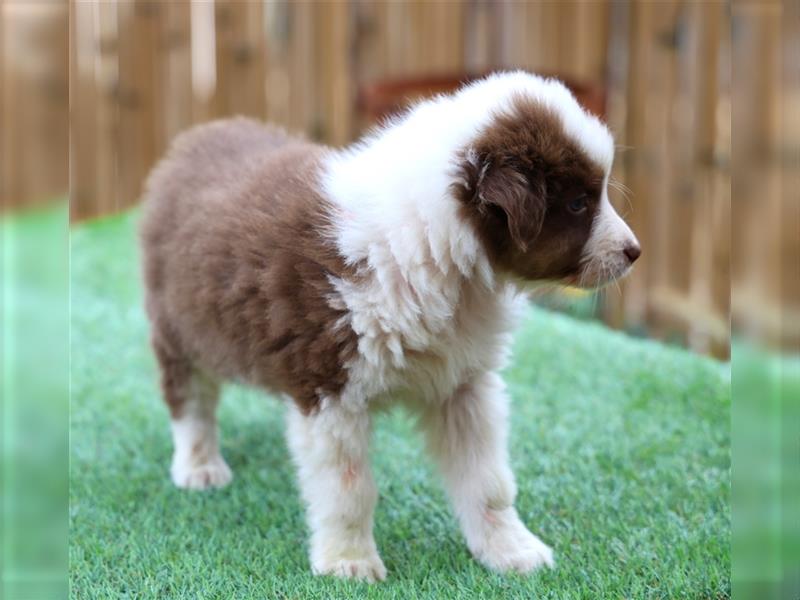 Bildhübsche Australian Shepherd Welpen, reinrassig o.P., red + black tri, blue merle, zu verkaufen