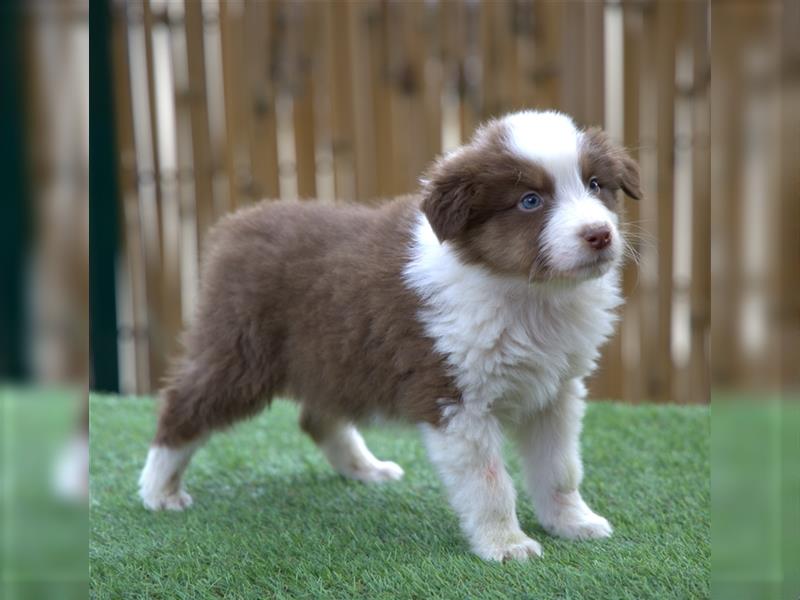 Bildhübsche Australian Shepherd Welpen, reinrassig o.P., red + black tri, blue merle, zu verkaufen